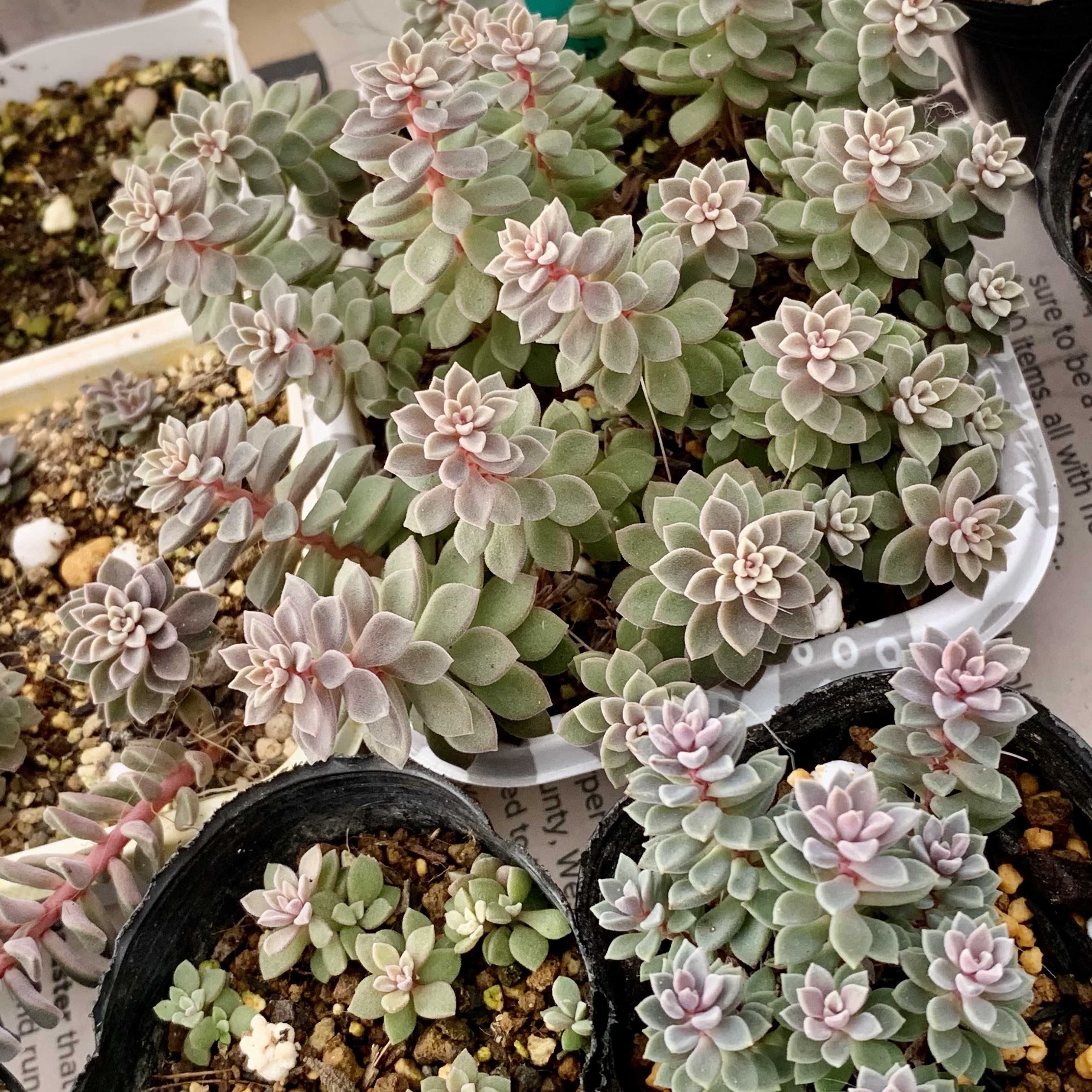 スプリングワンダー×銀天女の一覧｜🍀GreenSnap（グリーンスナップ）