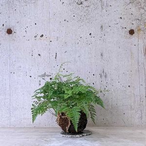 苔玉  ダバリア,観葉植物,苔玉,green,植物のある暮らしの画像