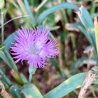 セキチク,ナデシコ,エゾカワラナデシコ,アメリカナデシコ,今日のお花の画像