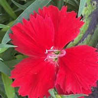 セキチク,花壇,ガーデニング,山野草,ナデシコ科の画像