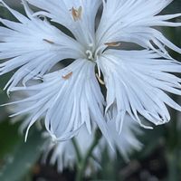 ナデシコ,カワラナデシコ,花壇,ガーデニング,山野草の画像