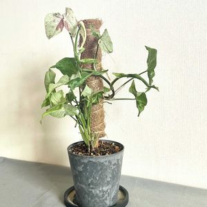 シンゴニウム,シンゴニウム・ミルクコンフェッティ,観葉植物,植え替え,ダイソー産の画像