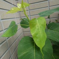 インドボダイジュ,インドボダイジュ,フィカス,観葉植物,新芽の画像