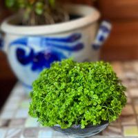 セラギネラ,クッションモス,観葉植物,可愛い,癒しの画像