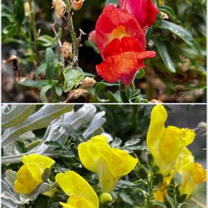 金魚草,植木鉢,花のある暮らし,お花を楽しむの画像