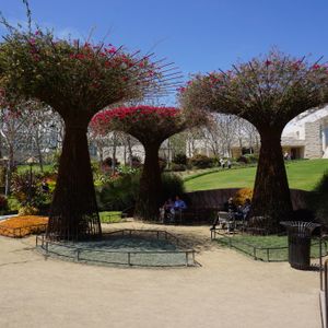 ブーゲンビリア,庭園,オシロイバナ科,緑のある暮らし,ロサンゼルスの画像