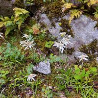 ウスユキソウ,エーデルワイス,高山植物類,可愛いお花,可愛い蕾の画像