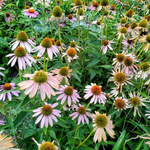 エキナセア,散歩,ハーブ園,開花中,スマホ撮影の画像