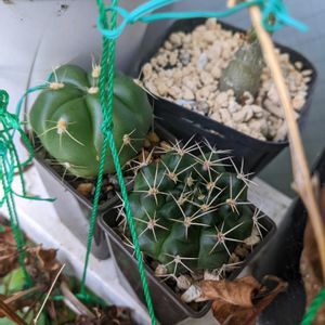 サボテン,多肉植物,観葉植物,ダイソー,花芽の画像