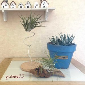 十二の巻,多肉植物,エアプランツ,観葉植物,100均の画像