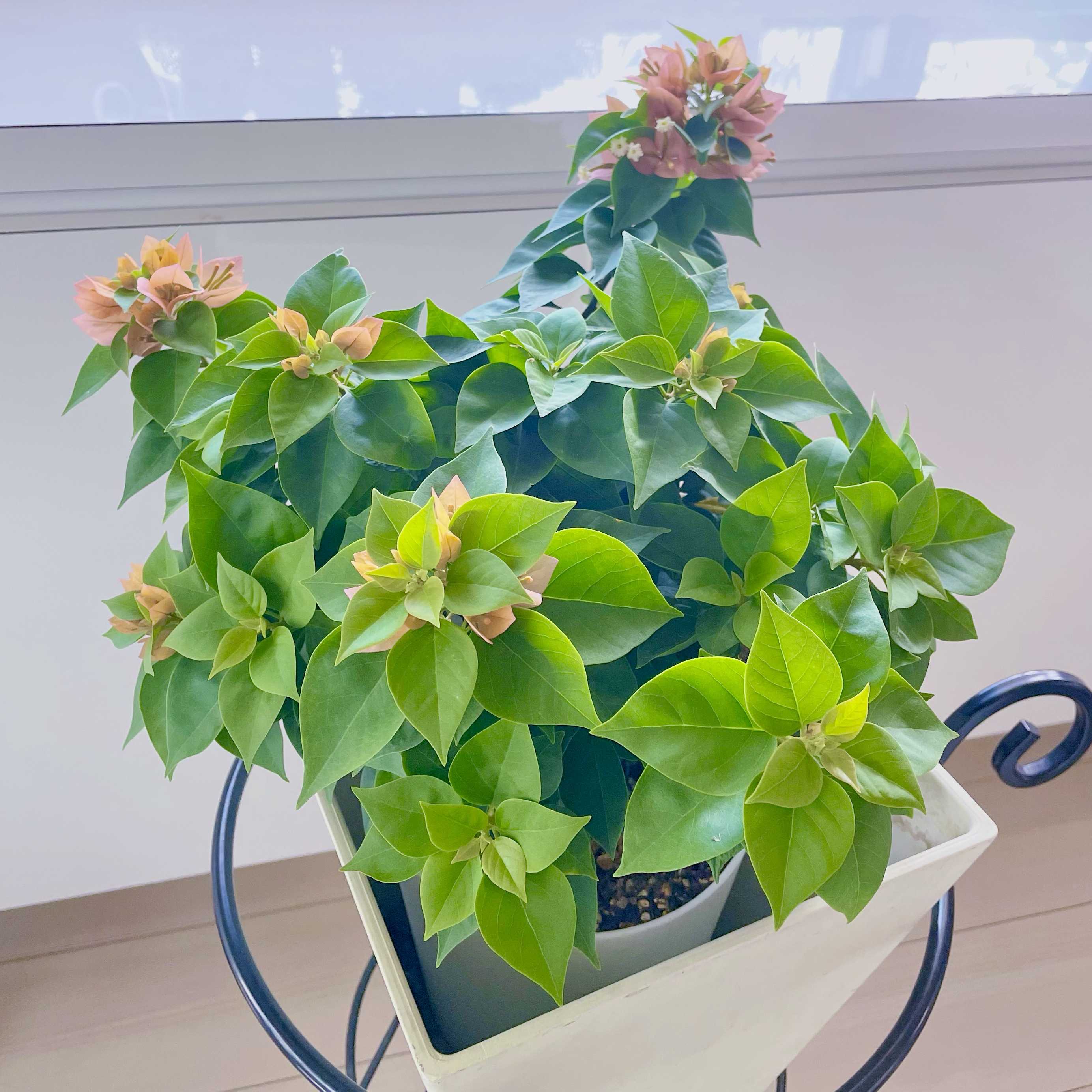 ミニブーゲンビリアの一覧｜🍀GreenSnap（グリーンスナップ）