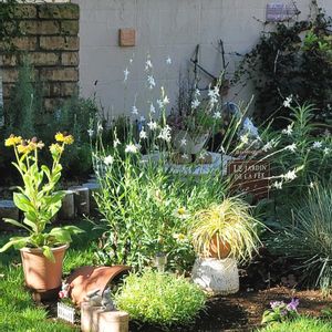 地植え,かわいいな♡,初開花,成長が楽しみ,お花好きの画像