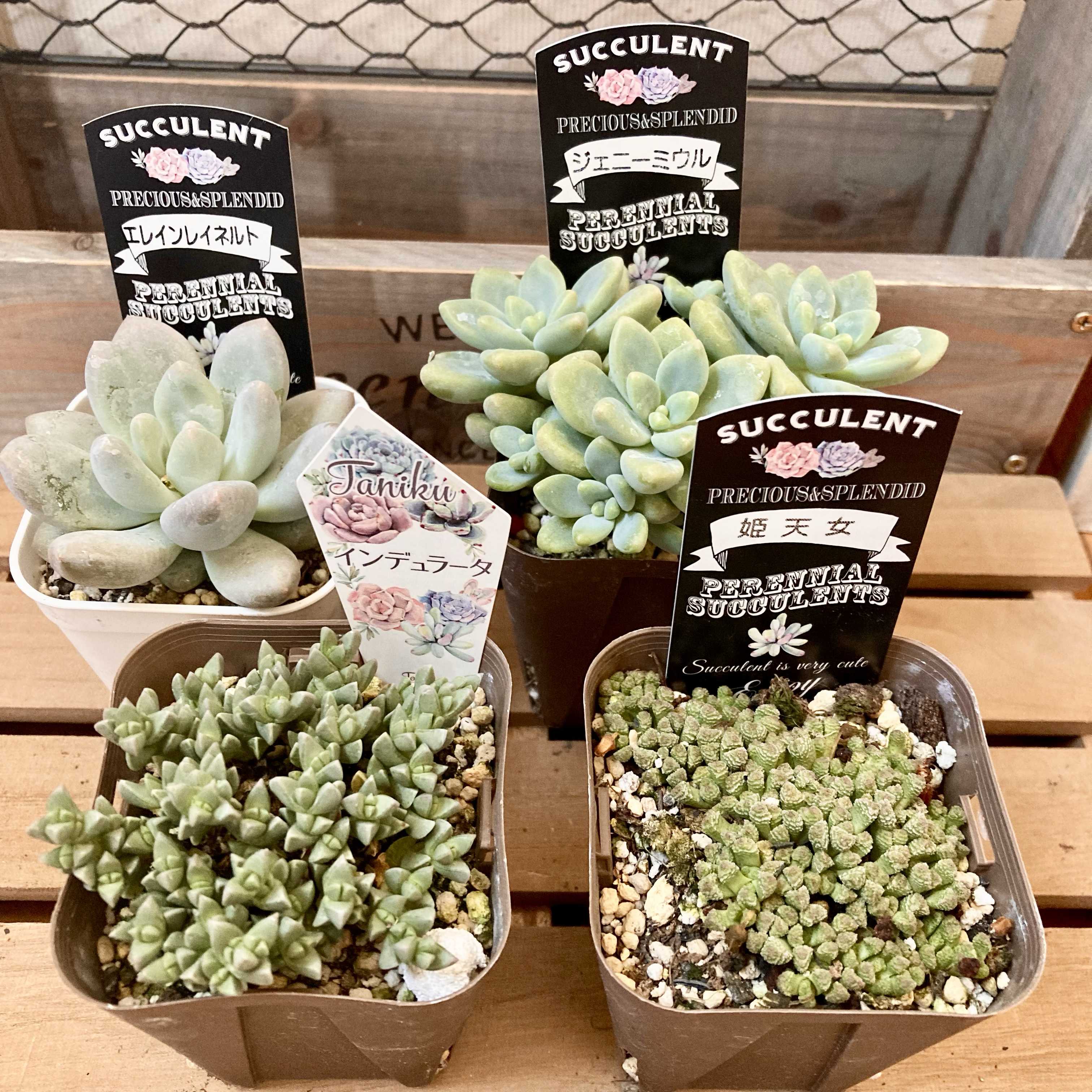 ジェニーミウルの一覧｜🍀GreenSnap（グリーンスナップ）