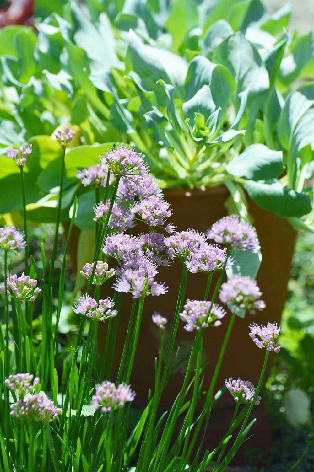 メルテンシア・マリティマの一覧｜🍀GreenSnap（グリーンスナップ）