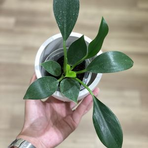 フィロデンドロン,観葉植物,花のある暮らし,緑のある暮らし,100均観葉植物の画像