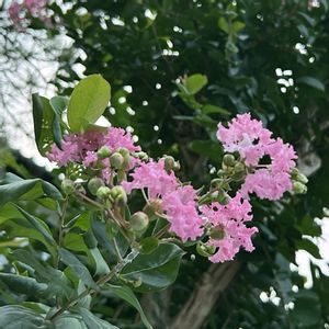 サルスベリ,百日紅,庭木,マイガーデン,夏の花の画像