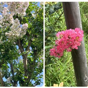 百日紅（サルスベリ),散歩,庭園,運動公園,ウォーキングコースの画像