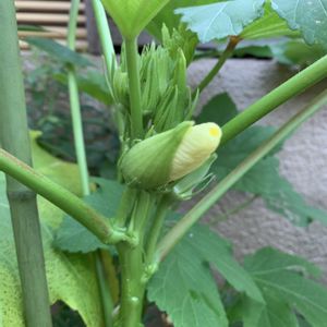 オクラ,可愛い,マイガーデン,夏野菜,心ほっこりの画像