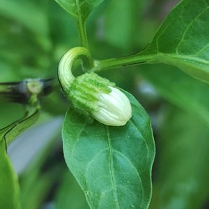 ピーマン,ガーデニング,ネコ好き,プランター野菜,夏野菜の画像