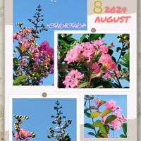 アイビーゼラニウム,サルスベリ,キラキラ✨,今日のお花,キラキラリン✨の画像