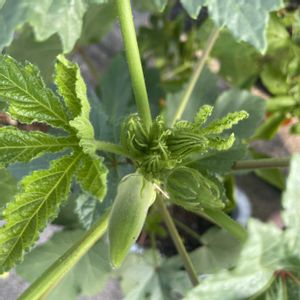 丸莢オクラエメラルド,プランター野菜,自家製野菜,夏野菜,iPhone撮影の画像