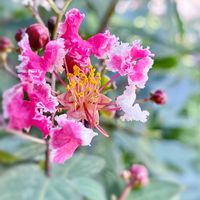 サルスベリ,百日紅（サルスベリ),サルスベリペパーミントレース,今日のお花,感謝カンゲキ雨嵐の画像