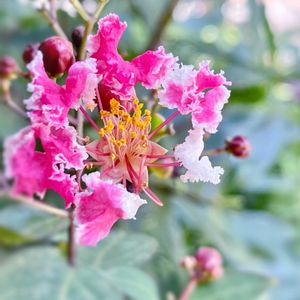 サルスベリ,百日紅（サルスベリ),サルスベリペパーミントレース,今日のお花,感謝カンゲキ雨嵐の画像