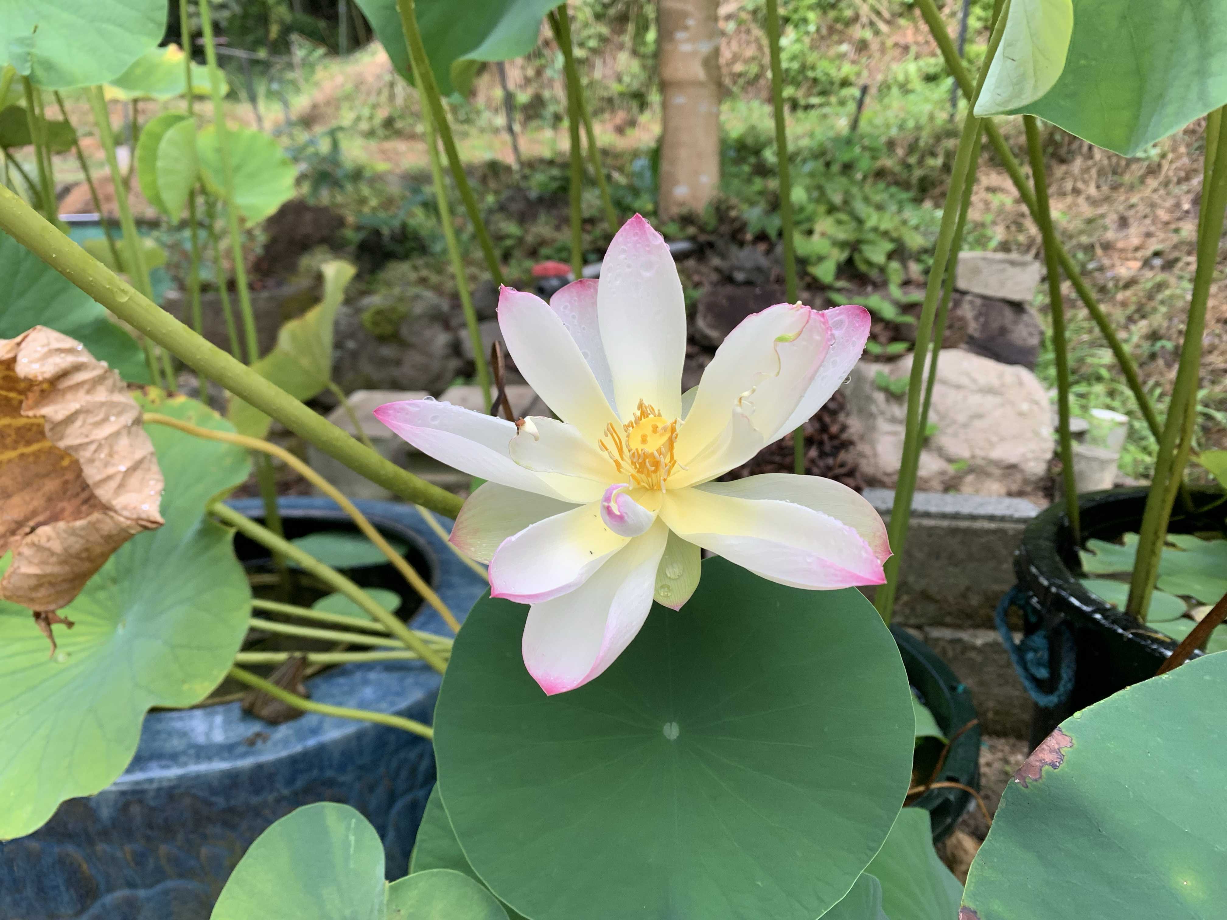 大賀蓮(古代蓮)の一覧｜🍀GreenSnap（グリーンスナップ）