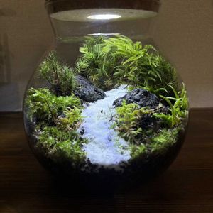 観葉植物,苔テラリウム,苔 (コケ),リビング・ダイニングの画像