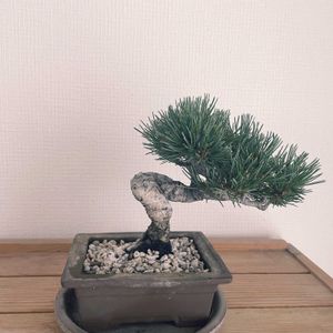 ゴヨウマツ,盆栽,鉢植え,小品盆栽,ミニ盆栽の画像