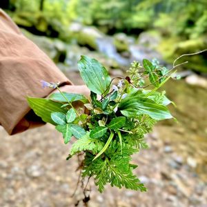 苔テラリウム,ギャザリング,水苔,苔 (コケ),苔庭の画像