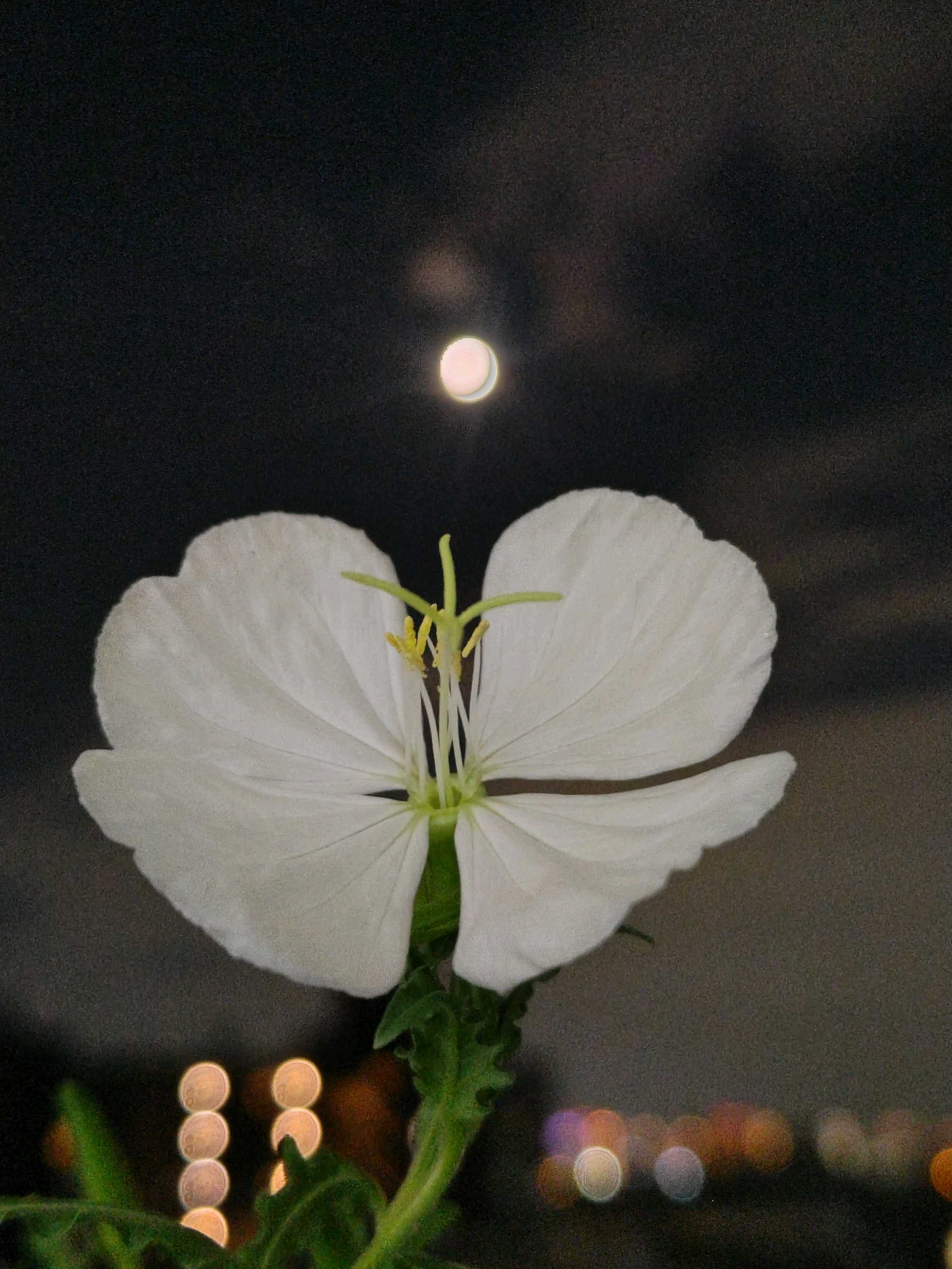 No.53 月見草(希少種•夜咲き白花)の観察記録📝｜🍀GreenSnap（グリーン