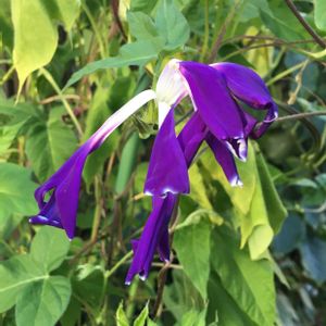 枝垂れ朝顔「紅ちどり」,朝顔　青葉紫乱菊石畳切咲,黄握爪龍葉白地青吹掛絞風鈴獅子咲牡丹(親木),古典園芸植物,ヒルガオ科の画像