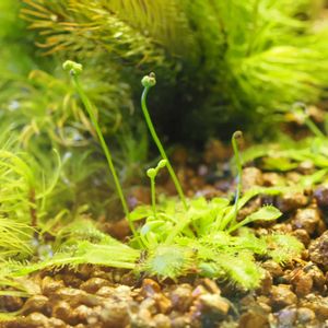 モウセンゴケ,観葉植物,テラリウム,食虫植物,名前を教えてくださいの画像