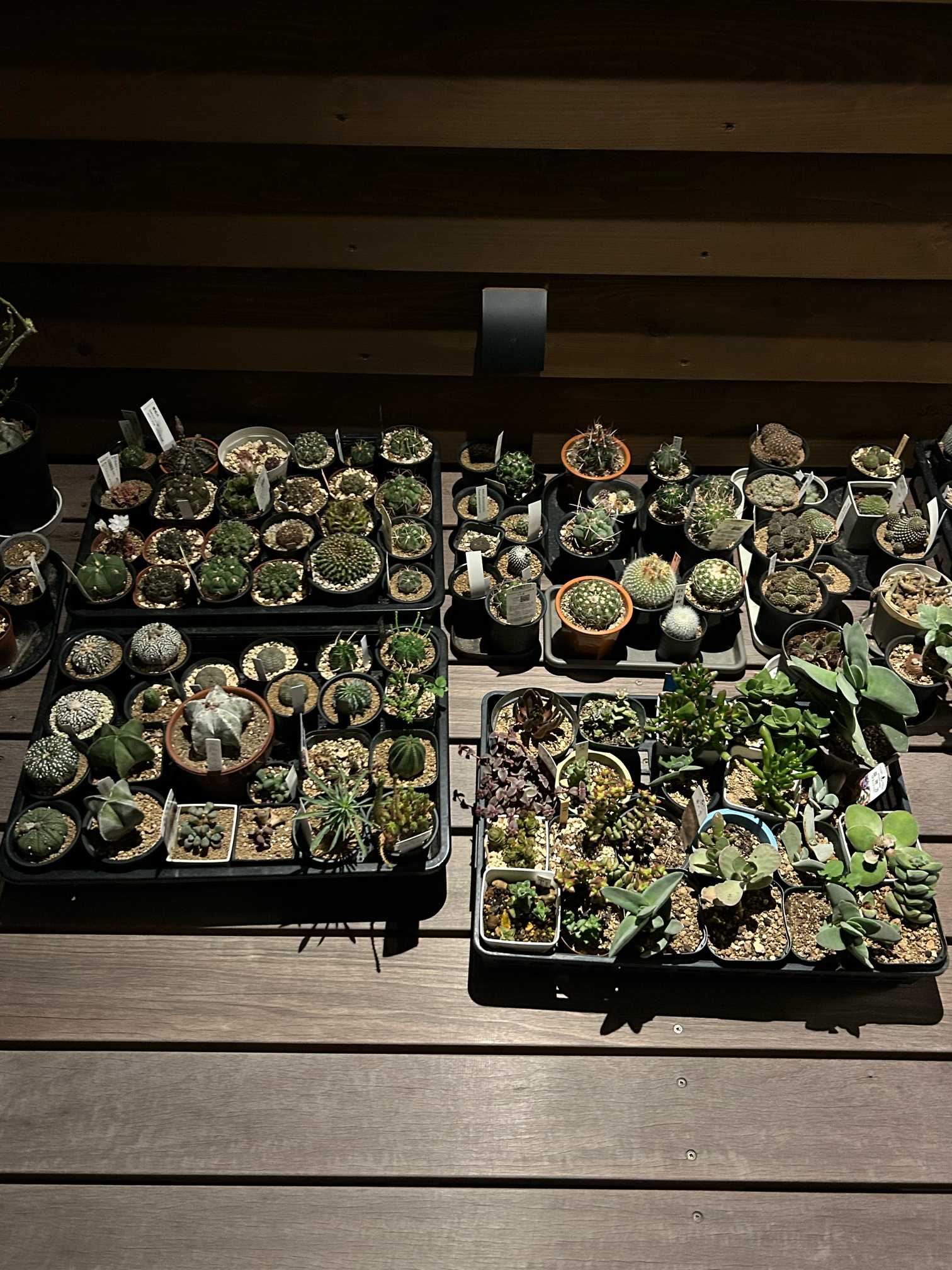 他にもカワイイおサボちゃんのお花達🌵｜🍀GreenSnap（グリーンスナップ）