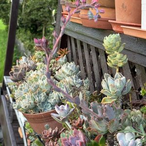 多肉植物,多肉寄せ植え,多肉の花芽の画像