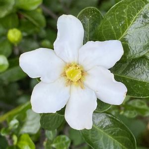 クチナシ,丸葉梔子(マルバクチナシ),今日のお花,樹木の花,ciitaの樹木図鑑の画像