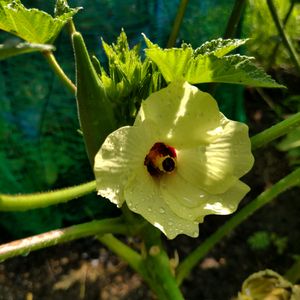 オクラ,オクラの花,プランター植え,夏野菜,オクラ栽培の画像