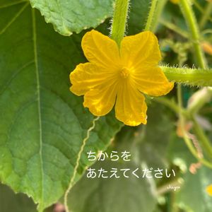 キュウリ,花のある暮らしの画像