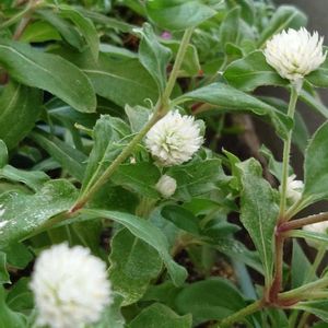 千日紅（せんにちこう）,多肉植物,公園,散歩,ガーデニングの画像