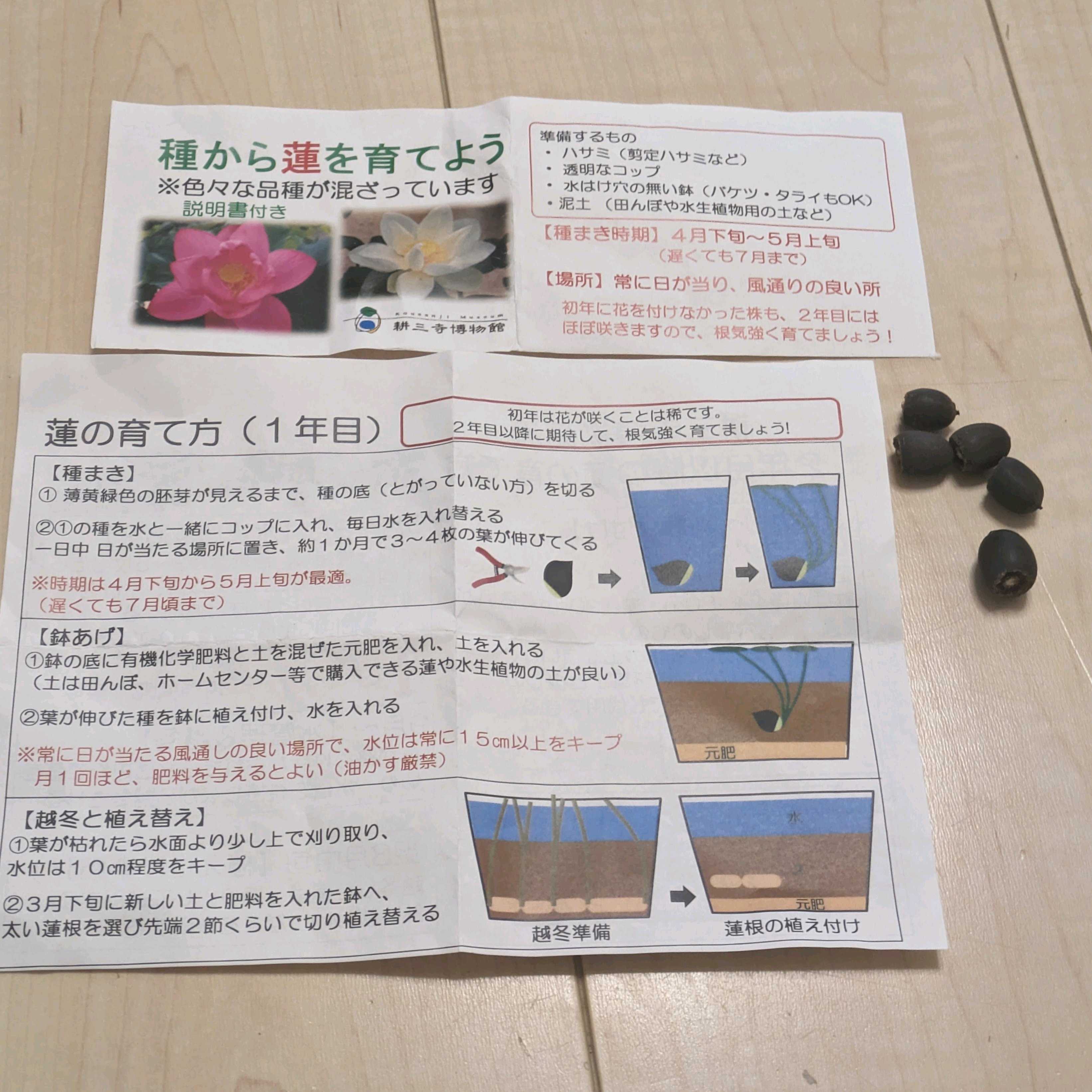 旅先でゲットした蓮の花の種【成長記】｜🍀GreenSnap（グリーンスナップ）