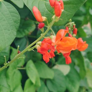 花豆,自家製野菜,オレンジの花,今日のお花,今日の植物の画像