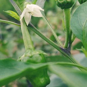 ピーマン,自家製野菜,今日のお花,今日の植物,しろいはなの画像