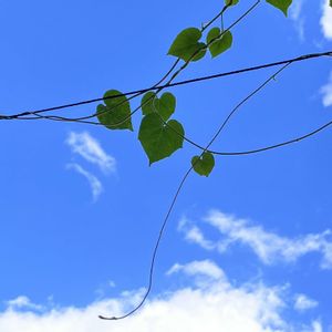 朝顔の葉っぱ,グリーンカーテン,癒し,青空,お花とグリーンのある暮らしの画像