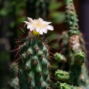 サボテンの花,多肉・サボテン, サボテン,接木サボテン,コピアポアの画像