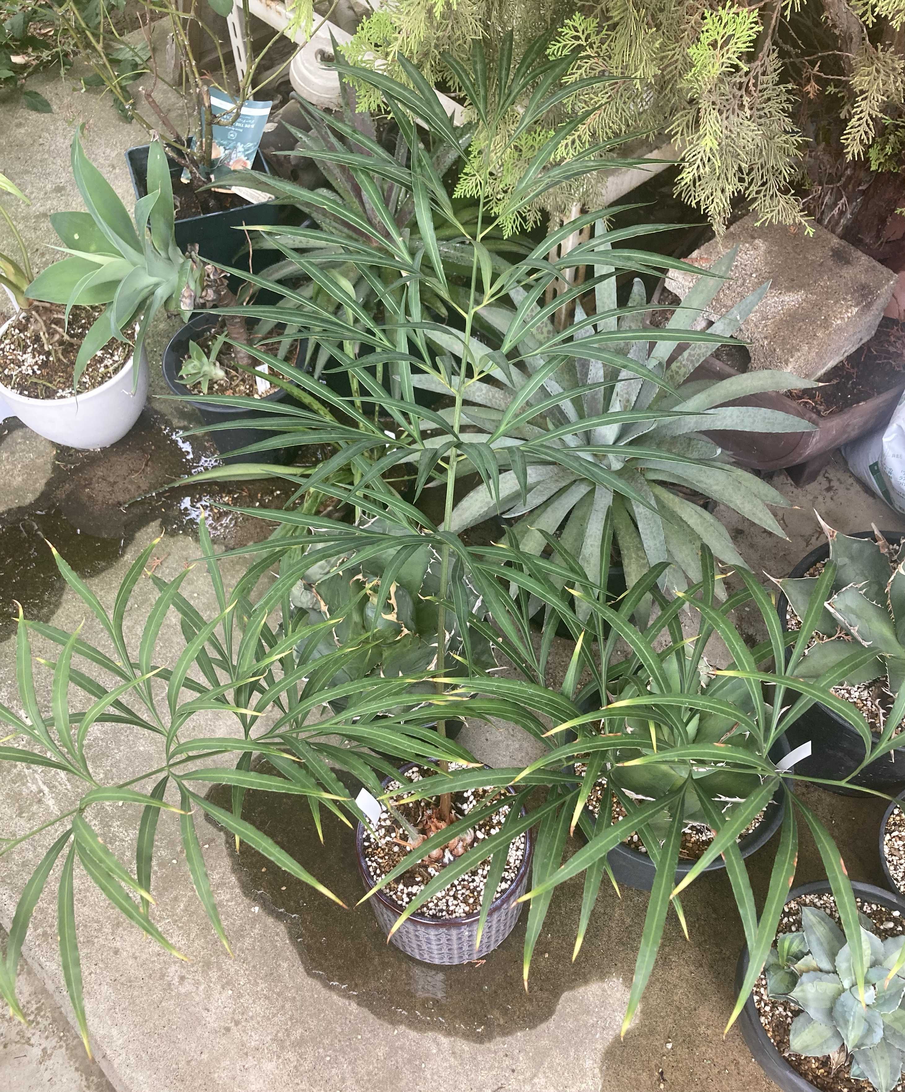 サイカス デバオエンシスの一覧｜🍀GreenSnap（グリーンスナップ）