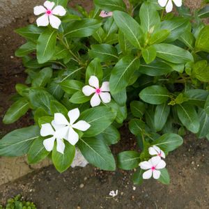 日々草(にちにちそう),100均,ダイソー,夏の花,種からの画像