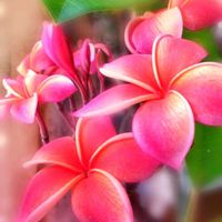 プルメリア,フランジパニ,夏の花,良い香り,花のある暮らしの画像