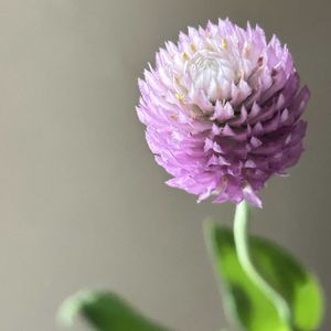 花のある暮らし,ピンクのお花,切り花を楽しむ,ハナノヒ,日比谷花壇のサブスクの画像