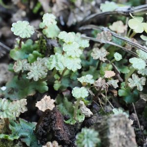 ゼニゴケ,スナゴケ,観葉植物,テラリウム,成長記録の画像